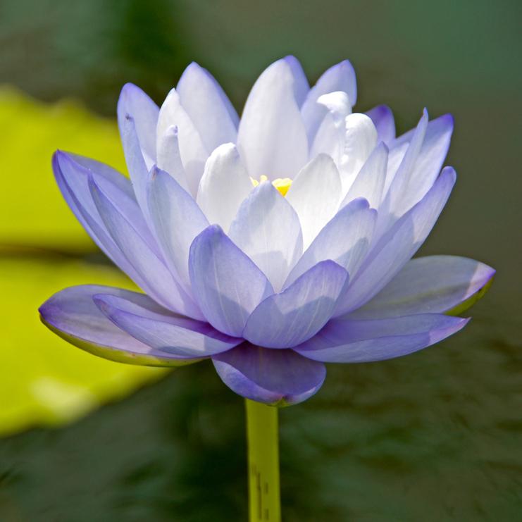 Eine lila-weiße Wasserlilie blüht auf der Oberfläche eines ruhigen Teichs, umgeben von grünen Seerosenblättern.