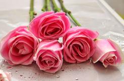 Fünf rosa Rosen mit Wassertropfen auf einer glatten Oberfläche, umgeben von grünen Stielen und einem weiteren Blütenkopf.