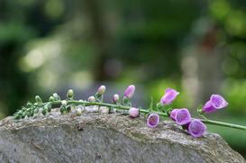 Blühender Ast mit lila Glockenblumen liegt auf einem schlichten, grauen Grabstein in einem verschwommenen Hintergrund.