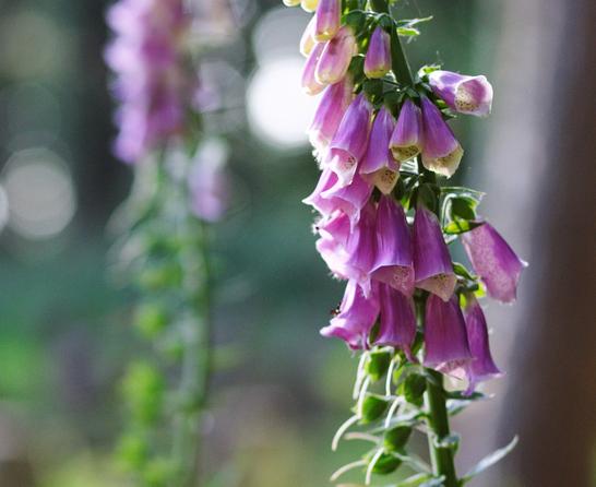 Zwei lila Frauenmantelblüten stehen an einem verschwommenen, grünen Hintergrund.