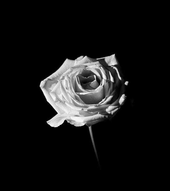 Weiße Rose vor schwarzem Hintergrund, detailreiche Blütenblätter in Schwarz-Weiß-Optik.