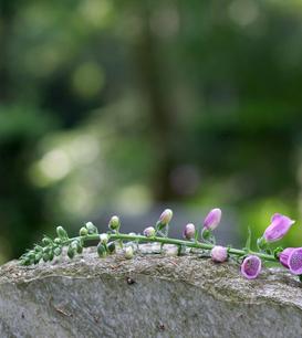 Blühender Ast mit lila Glockenblumen liegt auf einem schlichten, grauen Grabstein in einem verschwommenen Hintergrund.