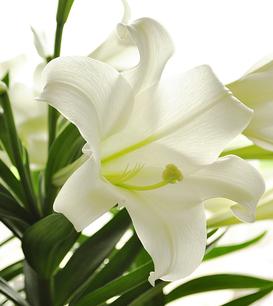 Nahaufnahme einer weißen Lilie mit grünen Blättern, auf hellem Hintergrund. Blütenblatt mit feinen Texturen.