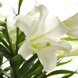 Lilien weiß Nahaufnahme einer weißen Lilie mit grünen Blättern, auf hellem Hintergrund. Blütenblatt mit feinen Texturen.