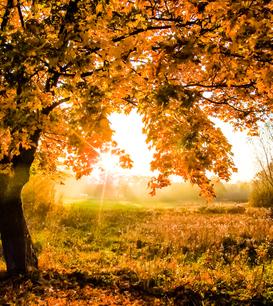 Herbstlicher Baum mit orangefarbenen Blättern vor der Sonne in einer nebligen Landschaft.